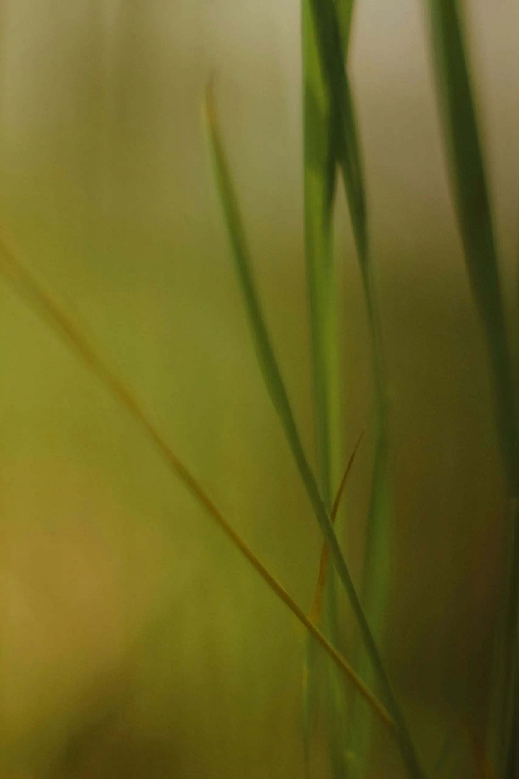 Soft-focus close-up of long green plant leaves crossing against a warm yellow-green background.